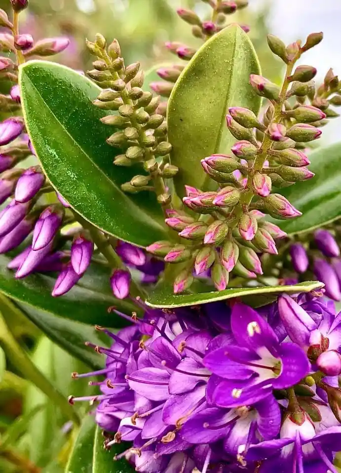 A close-up photograph of a flowering plant with vibrant purple blossoms and green leaves, some buds still closed. Overlaid…