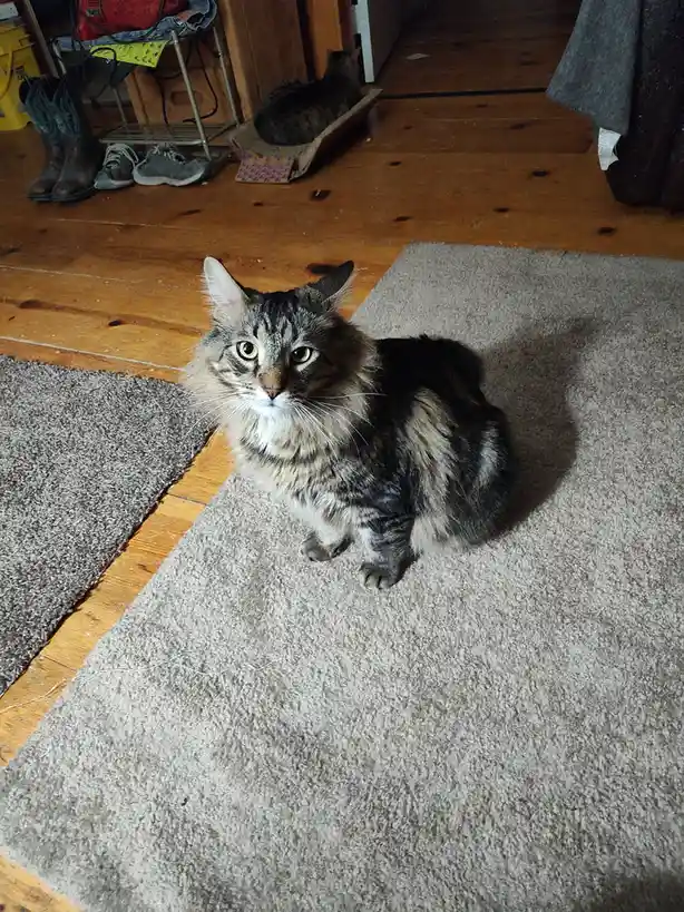 A fluffy tabby cat sits upright on a gray rug in a wooden-floored room, looking directly at the camera with wide, unblinking…