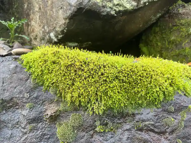 A close-up photo shows a vibrant, bright green patch of moss growing densely on a dark, wet rock surface. The moss has a…