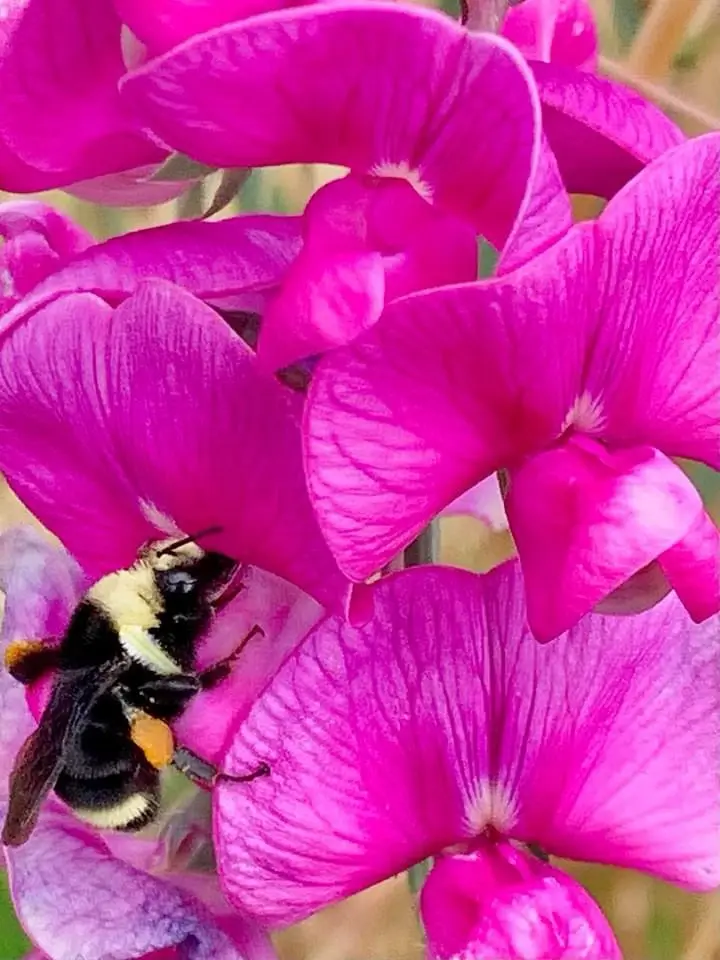 A close-up photo shows a black and yellow bumblebee with orange pollen sacs on its back, actively foraging inside a cluster…