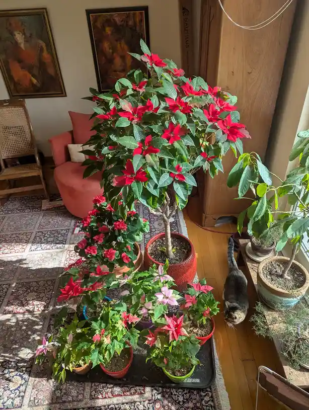 A room with multiple potted poinsettia plants in various sizes and colors, arranged on a tray and floor, with a cat walking…