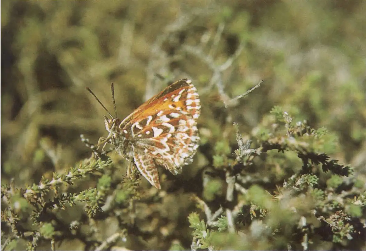 a close-up photograph of a small orange and white patterned butterfly perched on a green, bushy plant with a blurred natural…