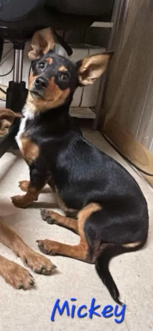 A small black and tan dog with large, upright ears sits on a light-colored floor, looking upward with an innocent…