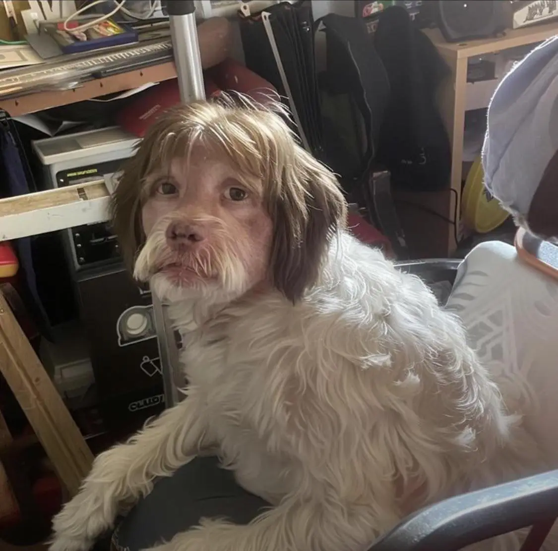 A fluffy white dog with long, messy hair sits in a chair, looking directly at the camera with a confused expression. Its fur…