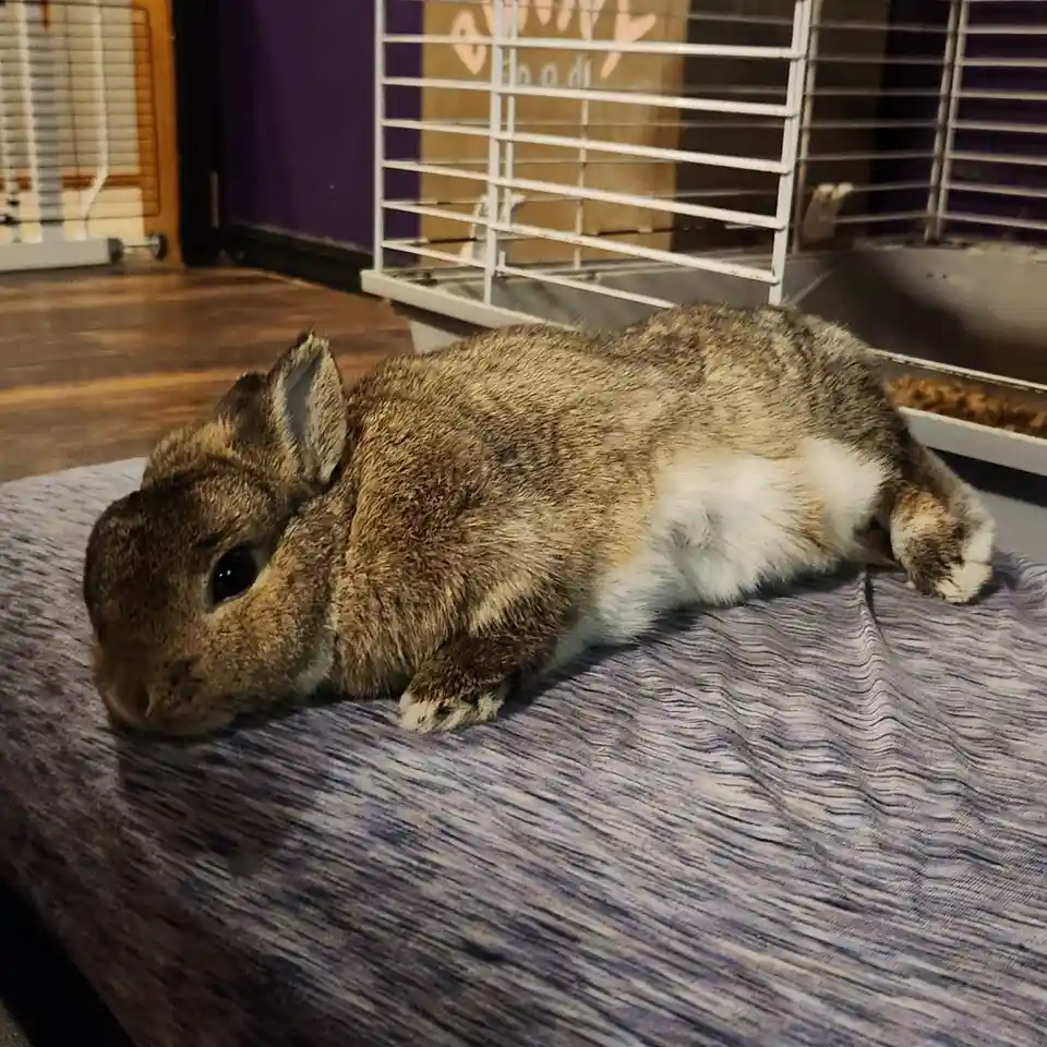 A brown and white rabbit lies sprawled on its side on a purple and gray patterned blanket, appearing very relaxed. Behind…