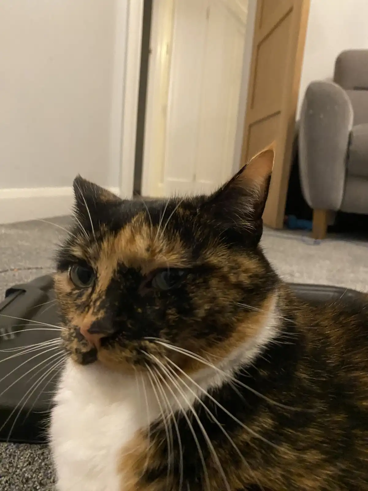 Crumble's Daily Snapshot of Joy