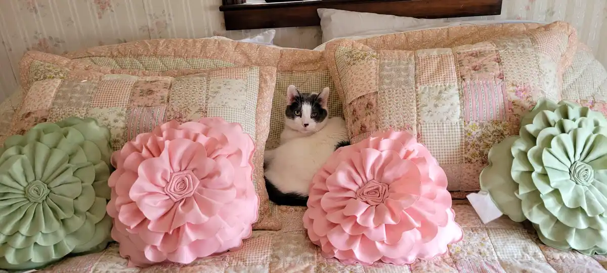 A black-and-white cat sits nestled between large, decorative floral pillows on a bed with patchwork quilts and floral…
