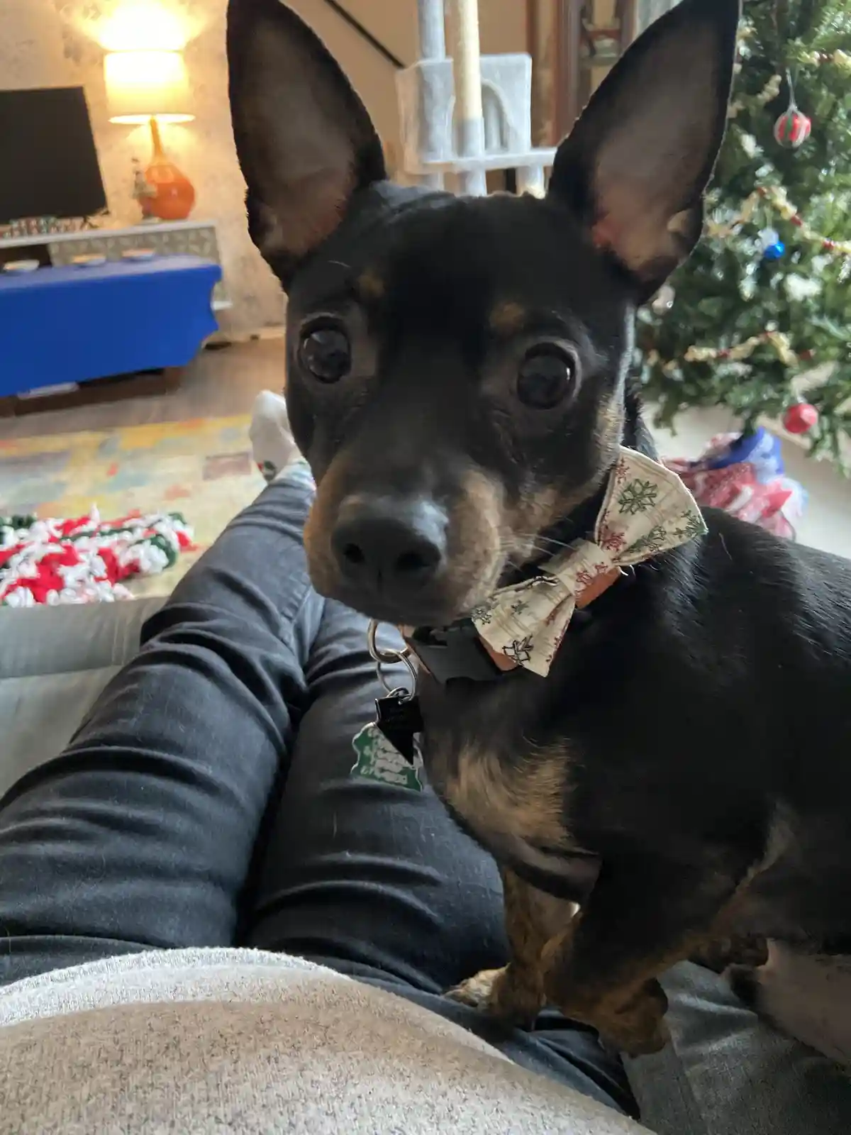 A small black and tan dog with large, expressive eyes sits on a person's lap, wearing a festive Christmas-themed bow tie…