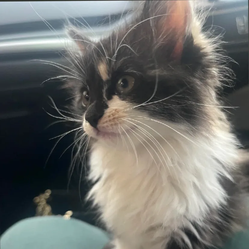 A close-up photo of a fluffy black-and-white kitten with long whiskers and wide, expressive eyes looking upward. The kitten…