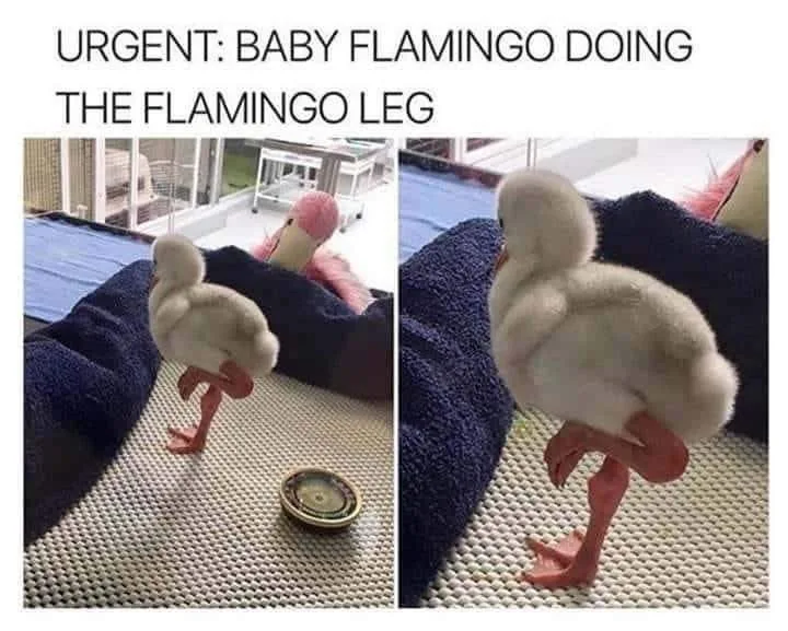 A split image shows a fluffy baby flamingo standing on one leg in two slightly different poses, with an adult flamingo…