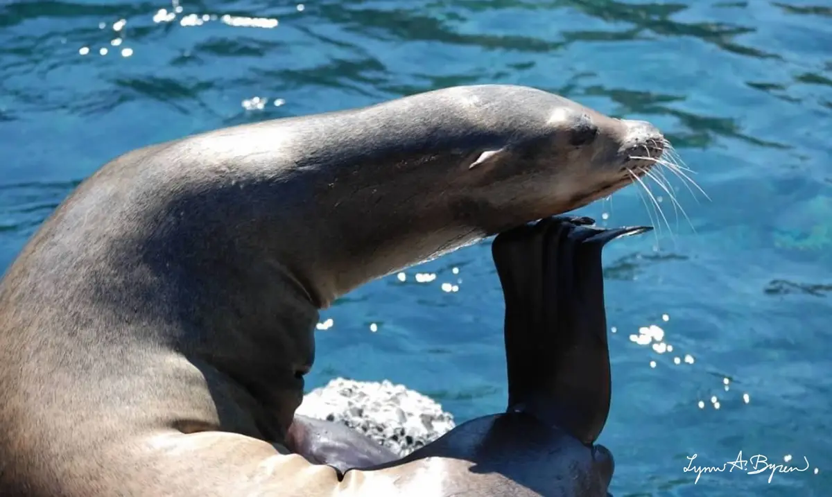 A sea lion is lounging on a rock with its head tilted back and one flipper raised, appearing relaxed. The background is blue…