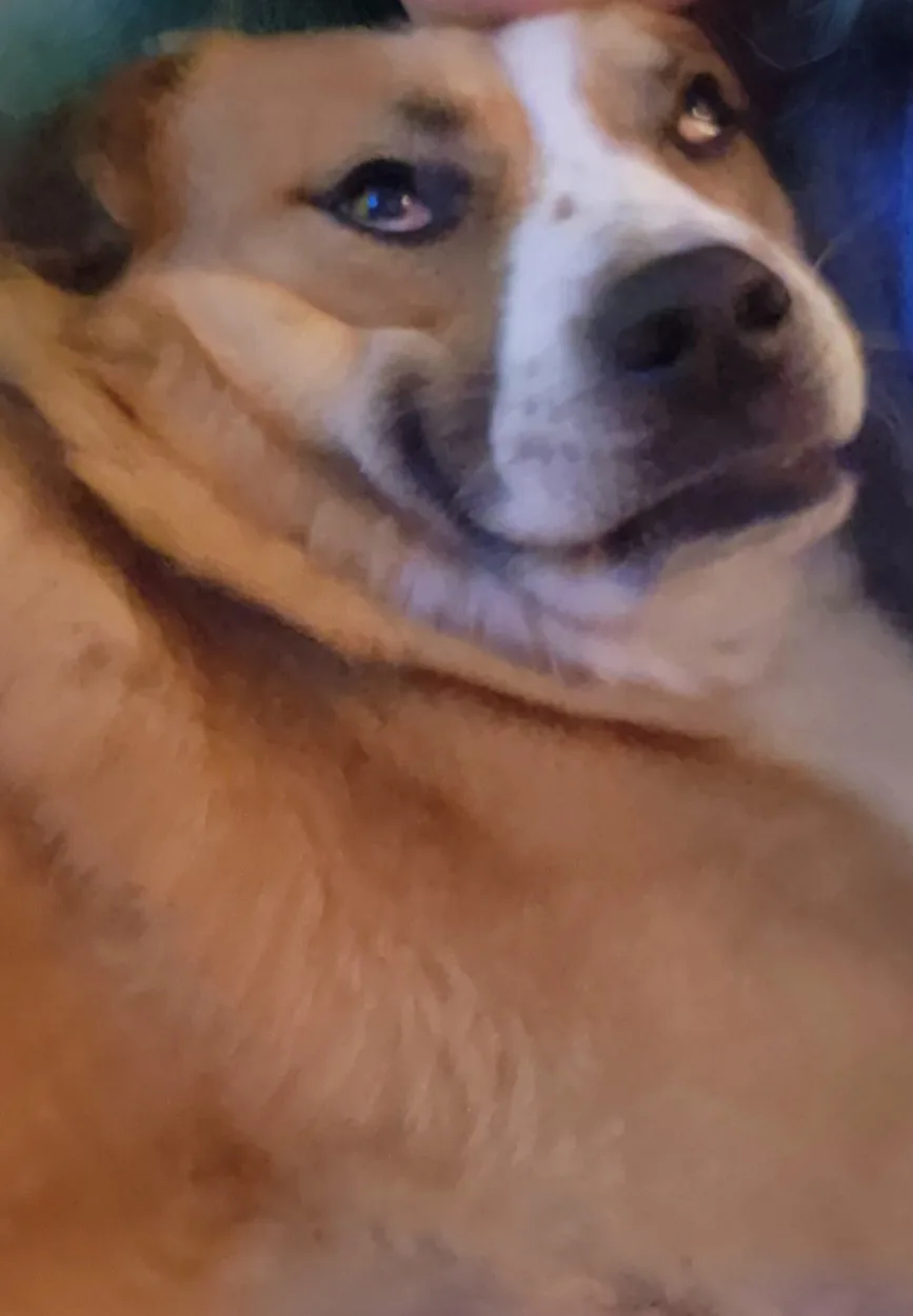A close-up photo of a tan and white dog with a slightly blurred, soft-focus background, looking upward with a calm, almost…