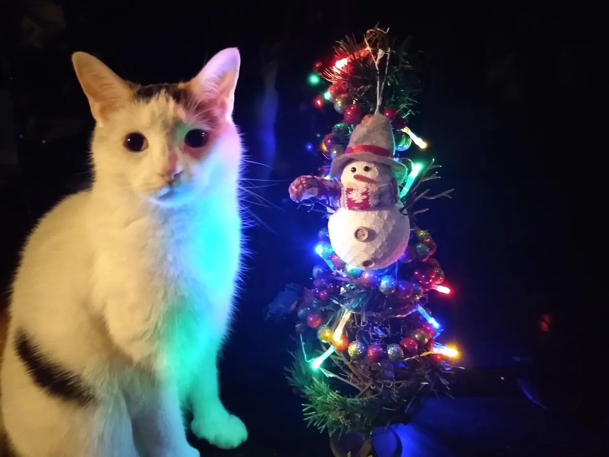 A white cat with black patches sits beside a small, decorated Christmas tree with colorful lights and a snowman ornament…
