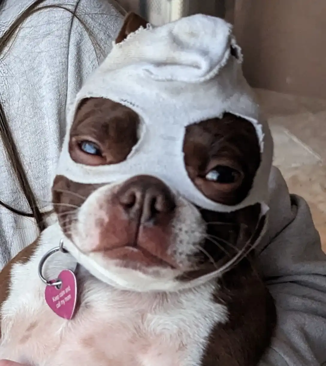 A brown and white dog with a white bandage mask covering its head, leaving only its eyes and nose exposed, is being held by…