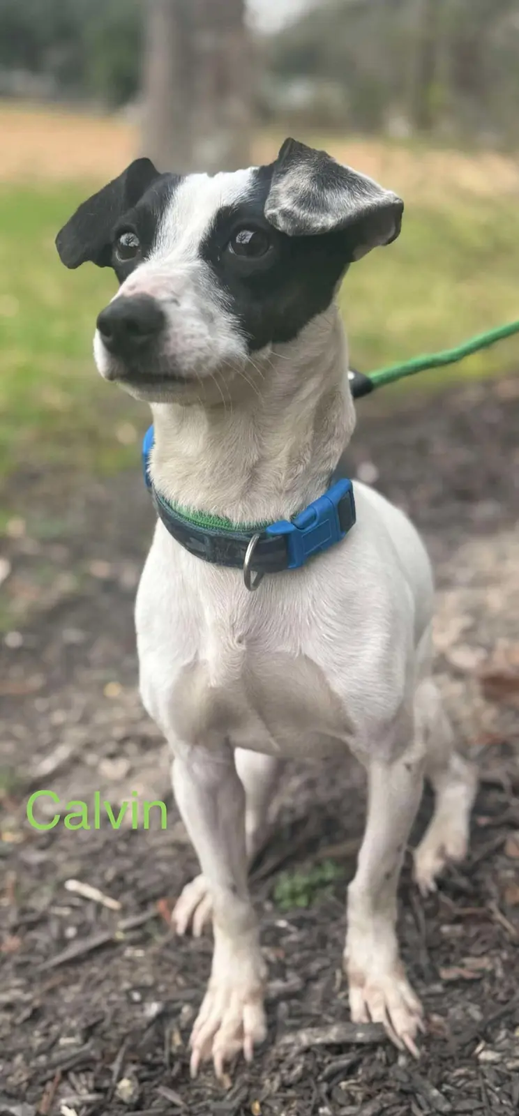 A black and white dog with a blue collar and green leash stands on mulch, looking up with a serious expression. The name…