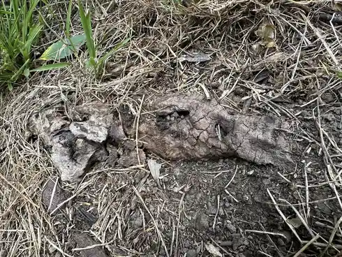 The fascinating platypus!