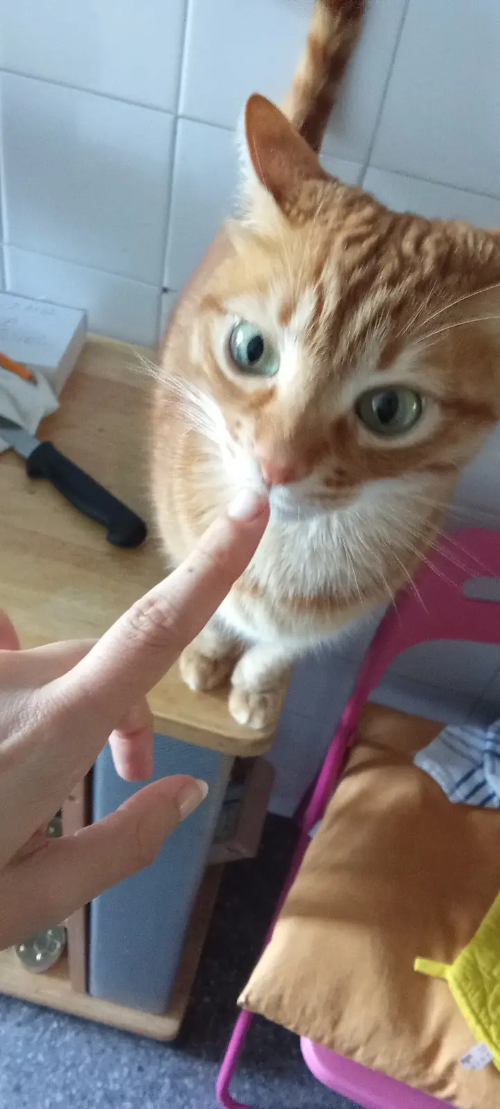 A close-up photo shows an orange tabby cat with wide, startled-looking green eyes staring intently at a human finger pointed…