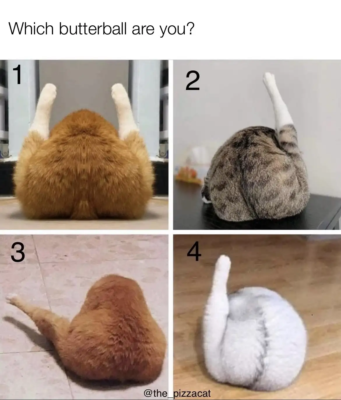 The image displays four numbered panels, each showing the rear view of a cat sitting in a rounded, compact posture…