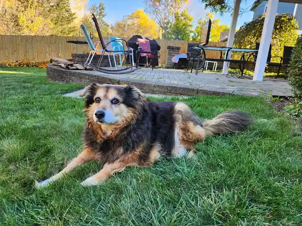 A fluffy, long-haired dog with black, tan, and white fur lies relaxed on green grass in a backyard. Behind it is a stone…
