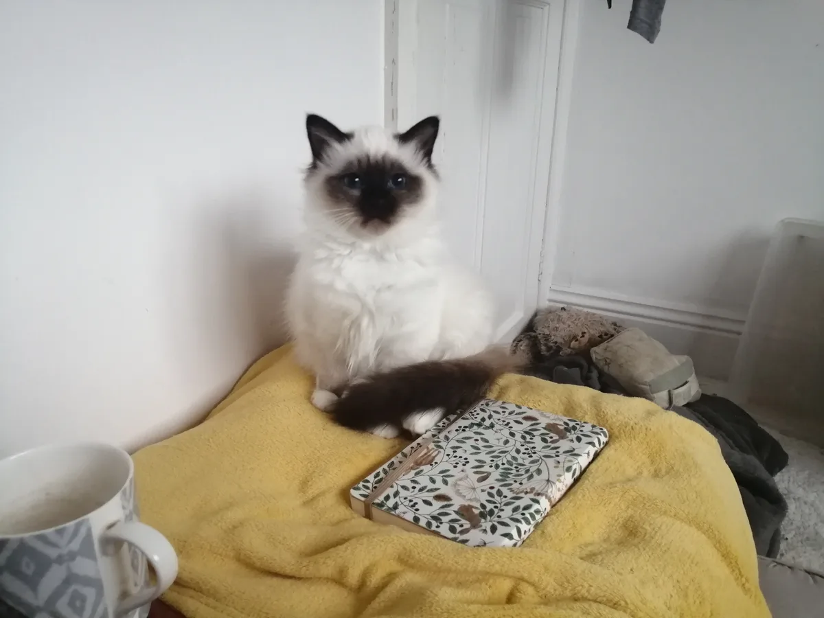 A fluffy white cat with dark points and blue eyes sits upright on a yellow blanket, looking directly at the camera. Next to…