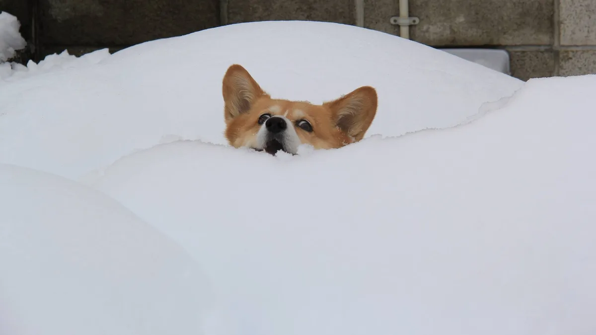 Attempt to boop the snoot with a snowball.