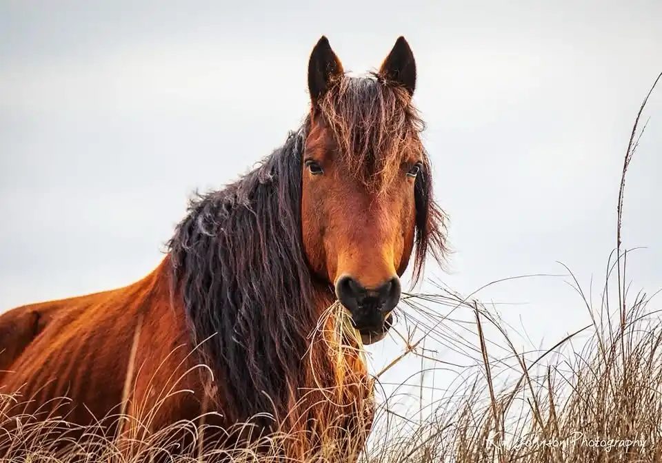 A close-up photograph of a brown horse with a dark mane, standing in tall, dry grass and looking directly at the camera…