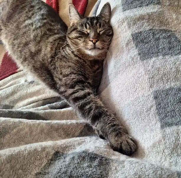 A tabby cat with closed eyes and a relaxed expression is lying on a soft, textured blanket with gray and white geometric…