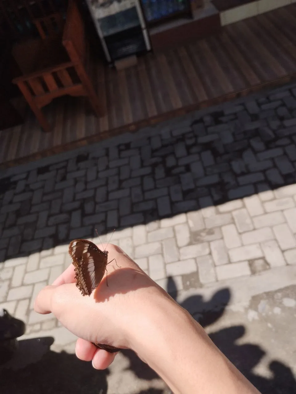 A person's hand is extended with a brown butterfly resting on the fingertips, set against a background of outdoor paving…