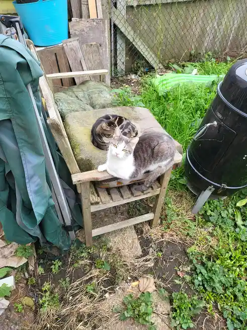 Two cats are lounging on a weathered wooden garden chair in a cluttered backyard. One cat, gray and white, sits upright and…