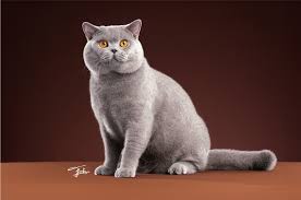 A gray British Shorthair cat sits upright on a brown surface against a dark brown background, looking directly at the camera…