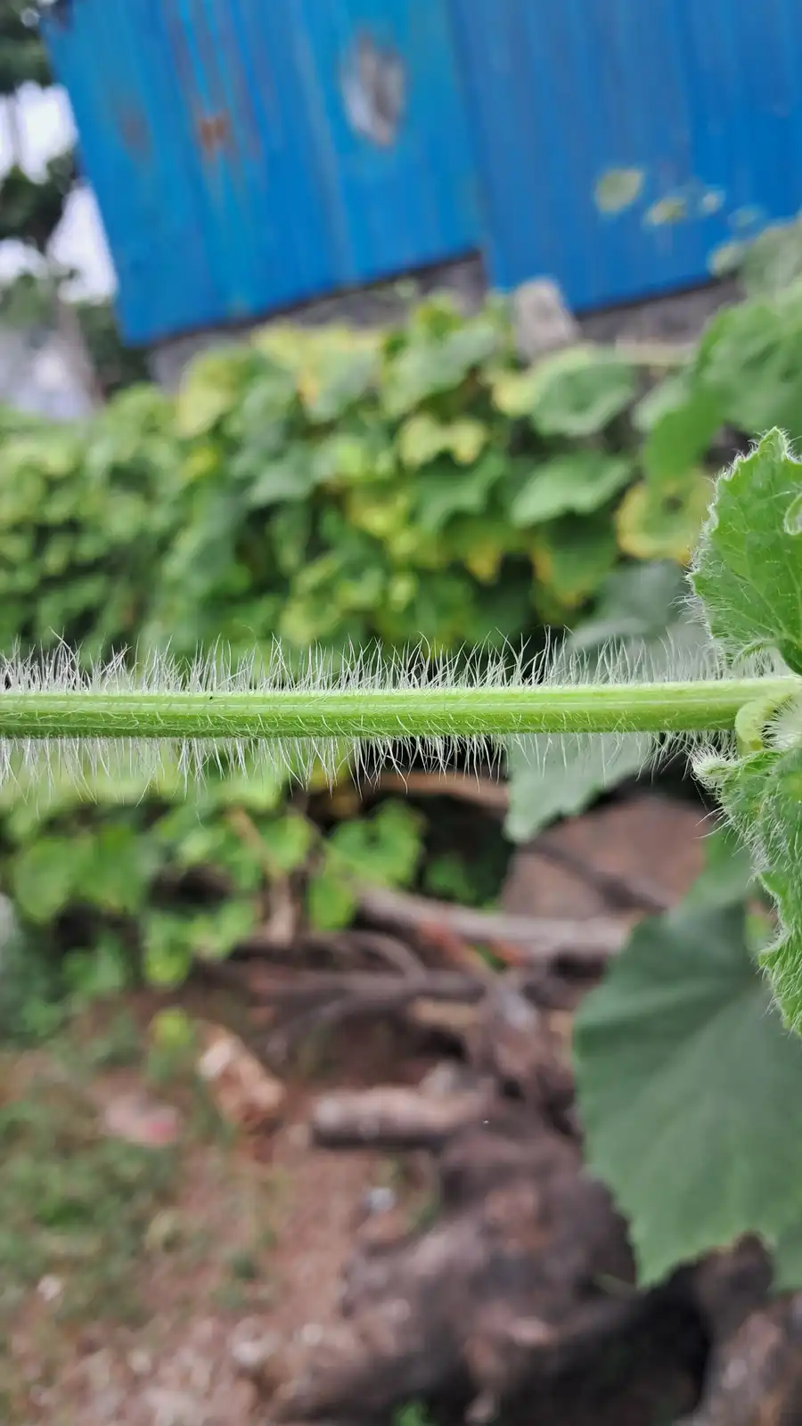 A close-up photo shows a green plant stem covered in dense white hairs, resembling a furry or hairy texture. The background…