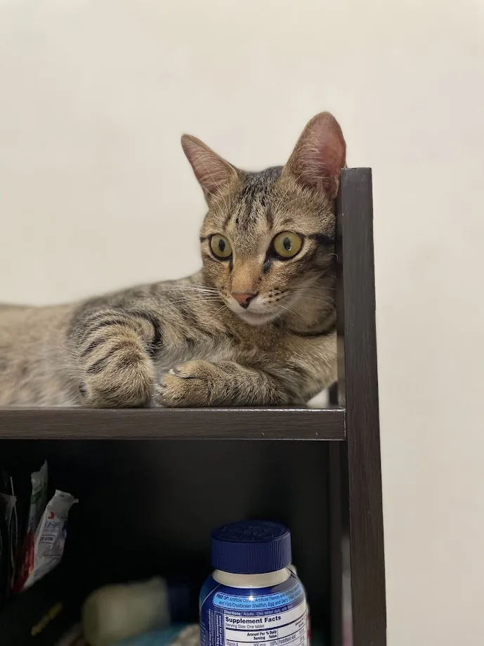 Adorable Cat Cuteness Overload