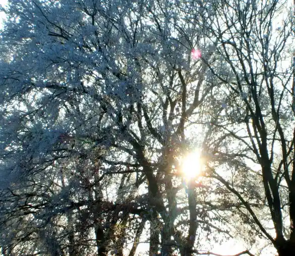 A photograph of bare tree branches covered in frost or snow, with the sun shining brightly through the canopy, creating lens…