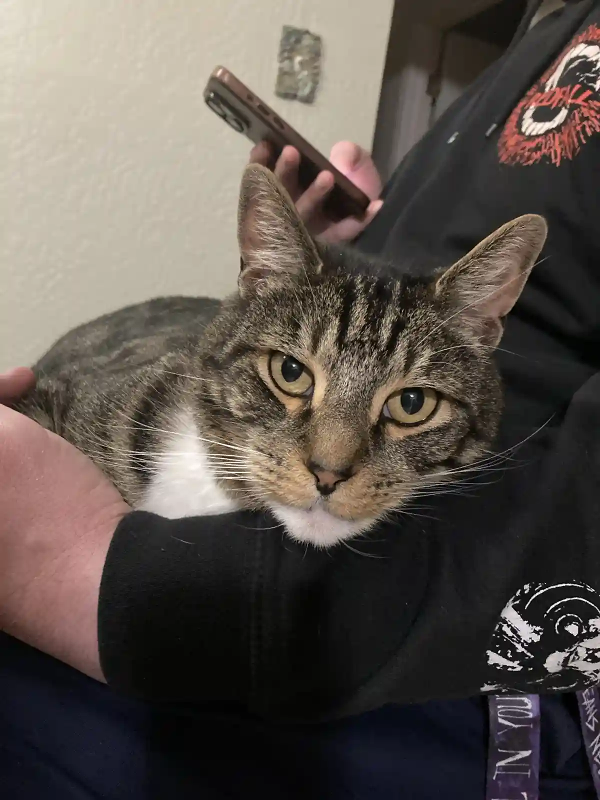 A tabby cat with a white chest is being held by a person wearing a black hoodie, looking directly at the camera with a…