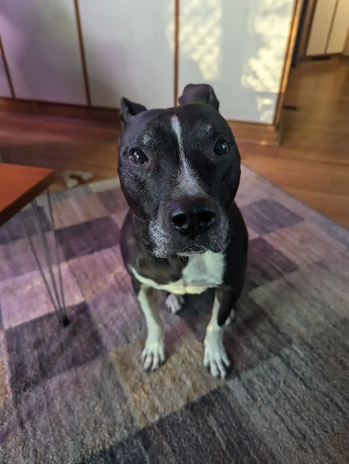 A black and white dog with a white stripe on its face sits on a patterned rug indoors, looking directly at the camera with…