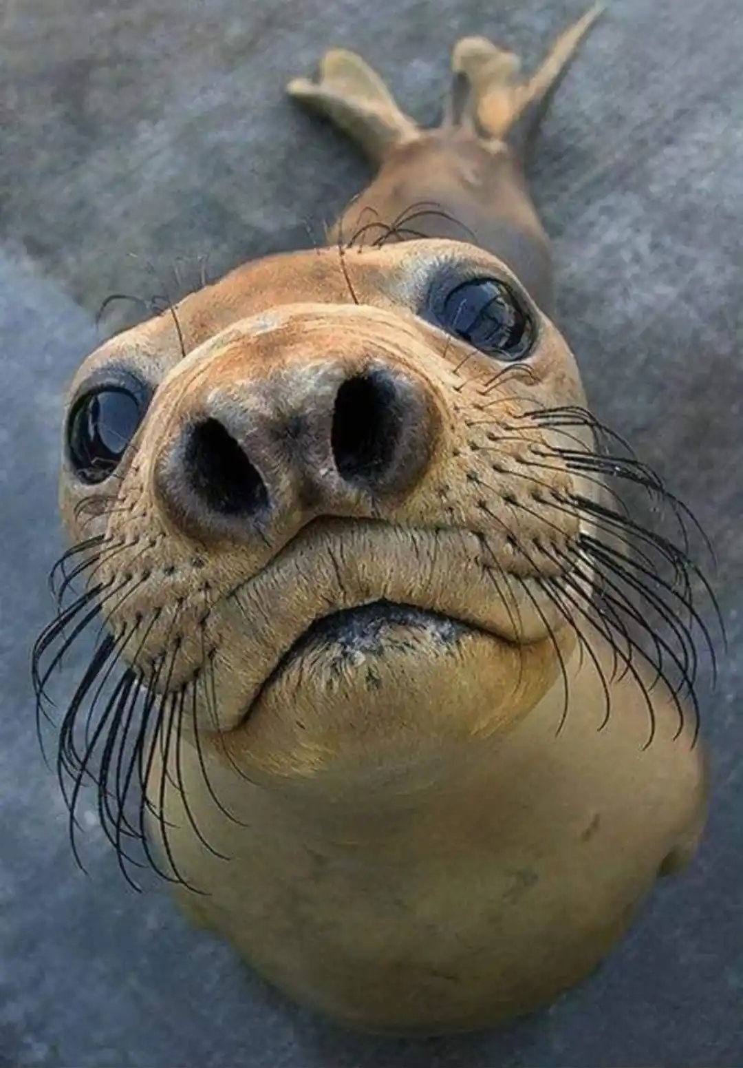 A close-up photo of a seal looking directly at the camera with large, expressive eyes and a slightly downturned mouth…