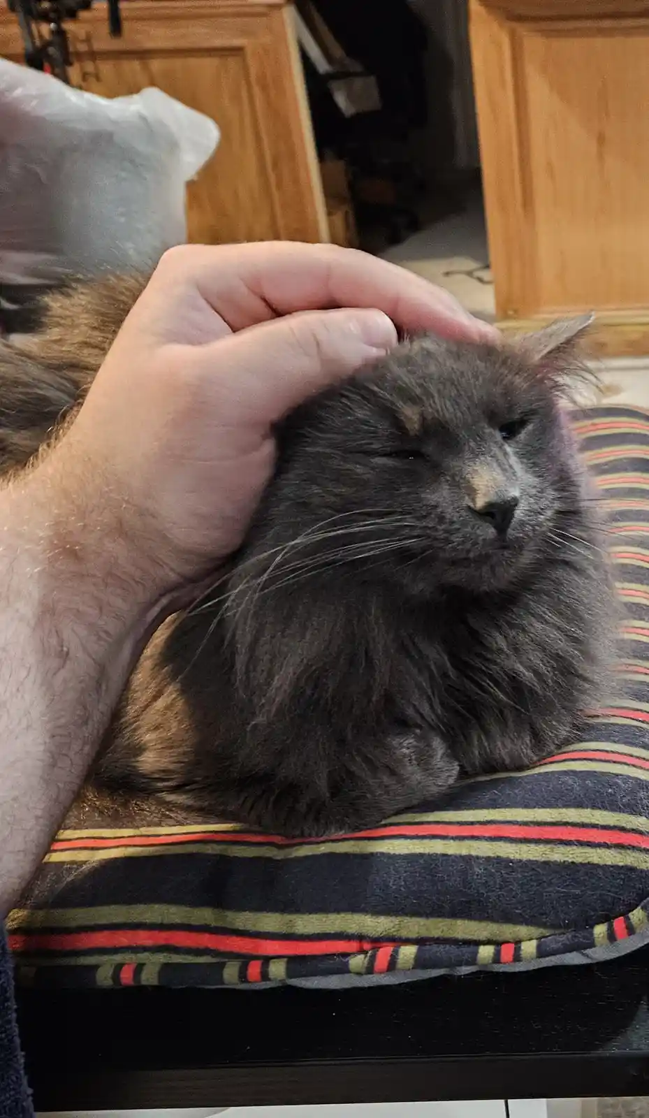 A fluffy gray cat with one eye closed and a slightly downturned mouth sits on a striped cushion while a person's hand pets…