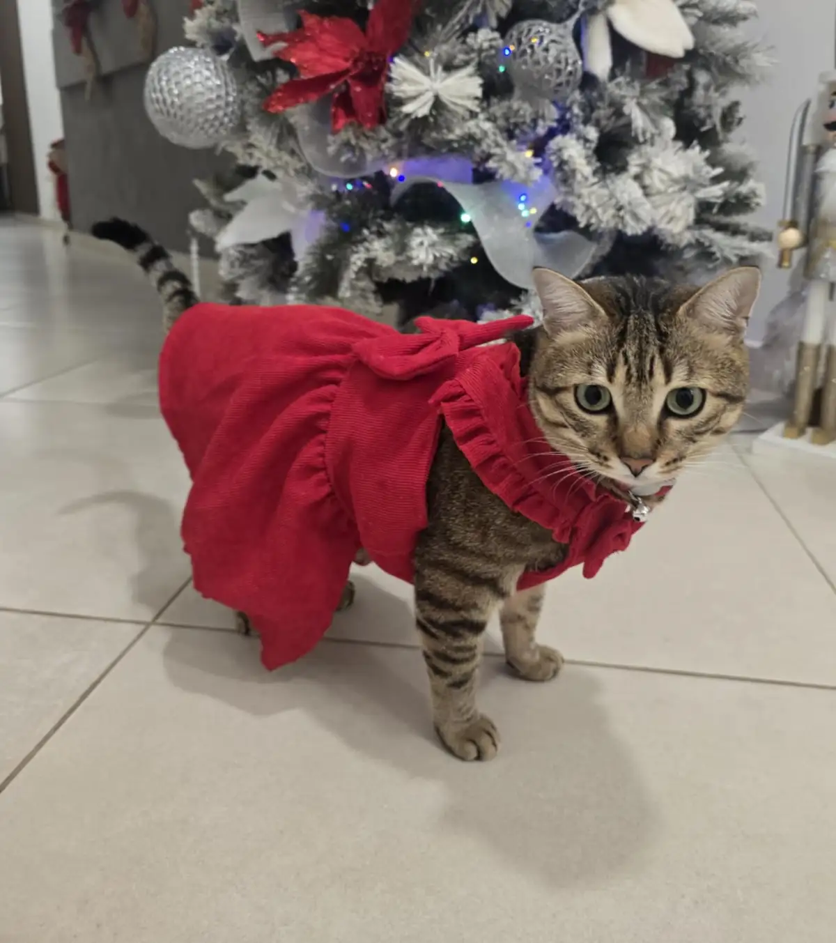 A tabby cat wearing a red frilly dress stands on a tiled floor in front of a decorated Christmas tree with lights and…