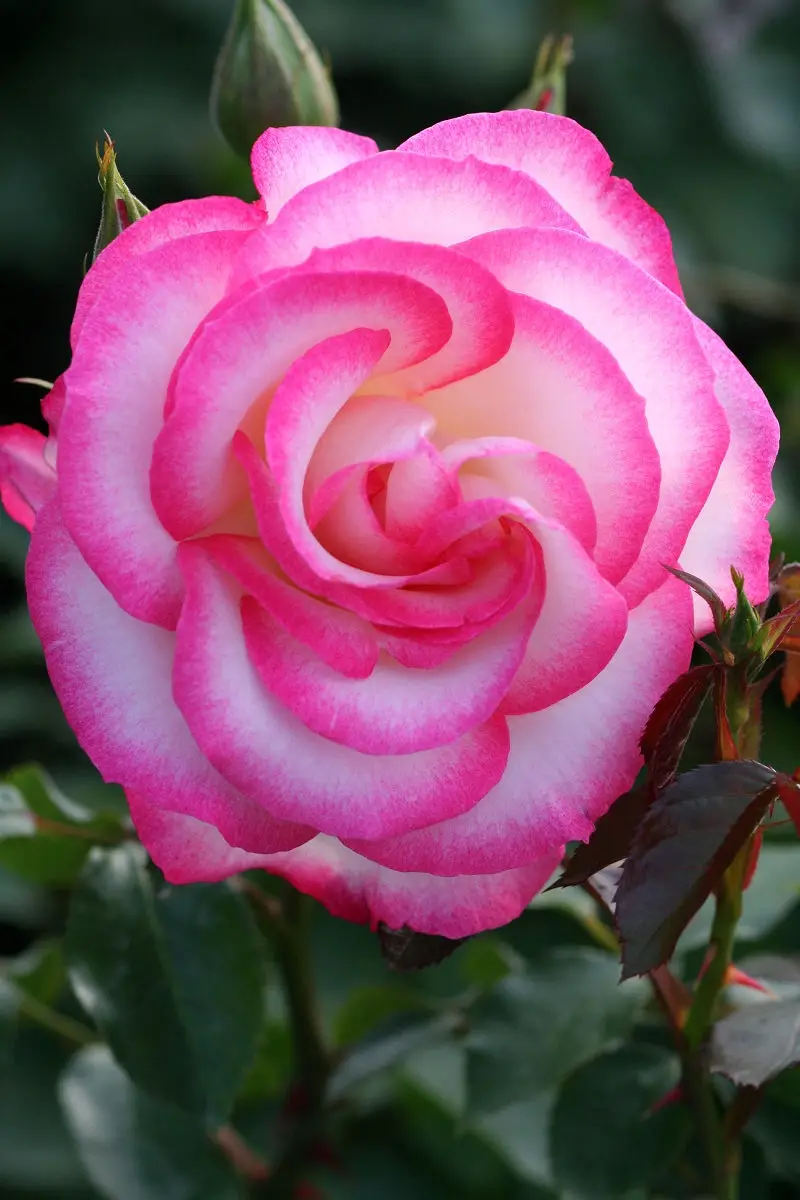 A close-up photograph of a fully bloomed pink rose with gradient petals fading from deep pink to white, set against a…