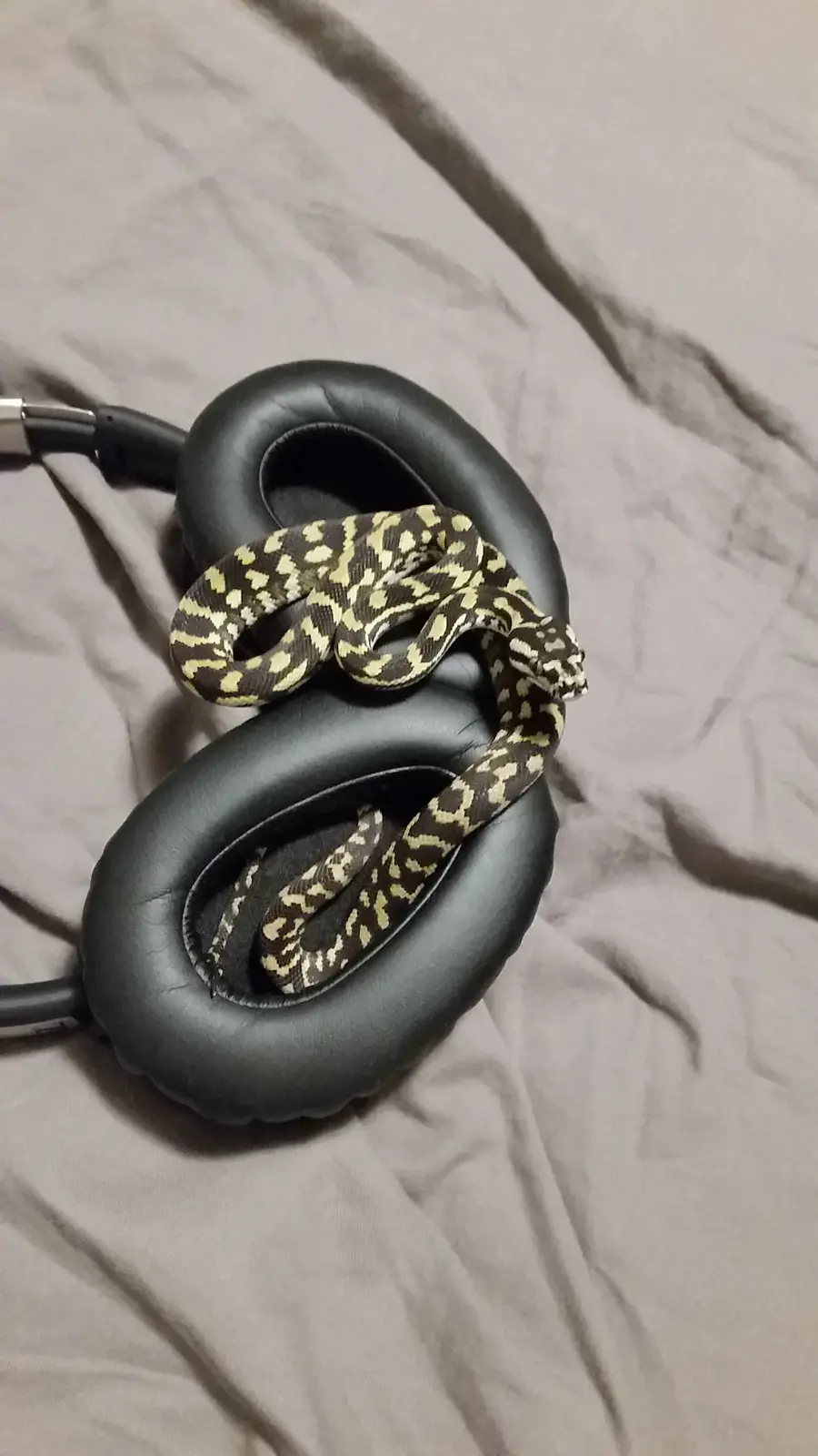 A small snake with a black and yellow pattern is coiled around a pair of black over-ear headphones resting on a gray fabric…