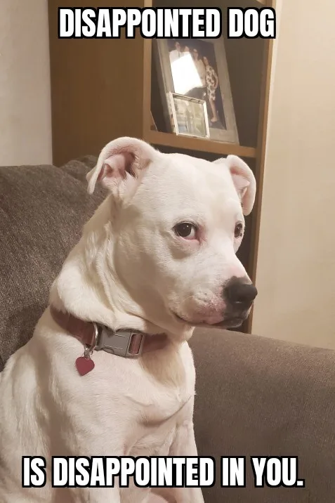 A white dog with a brown collar and a red heart tag sits on a gray couch, looking off to the side with a visibly sad or…