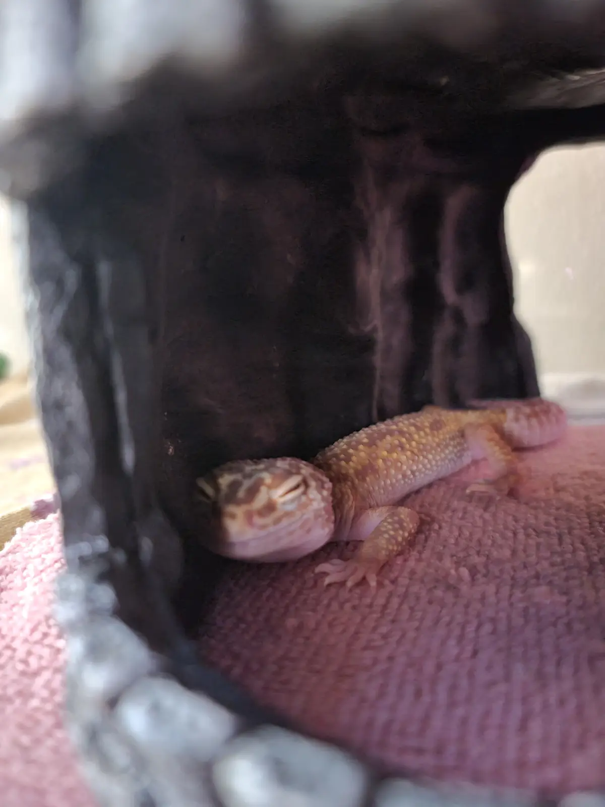 A small, light-brown leopard gecko with patterned skin is resting peacefully on a textured pink towel inside a dark…