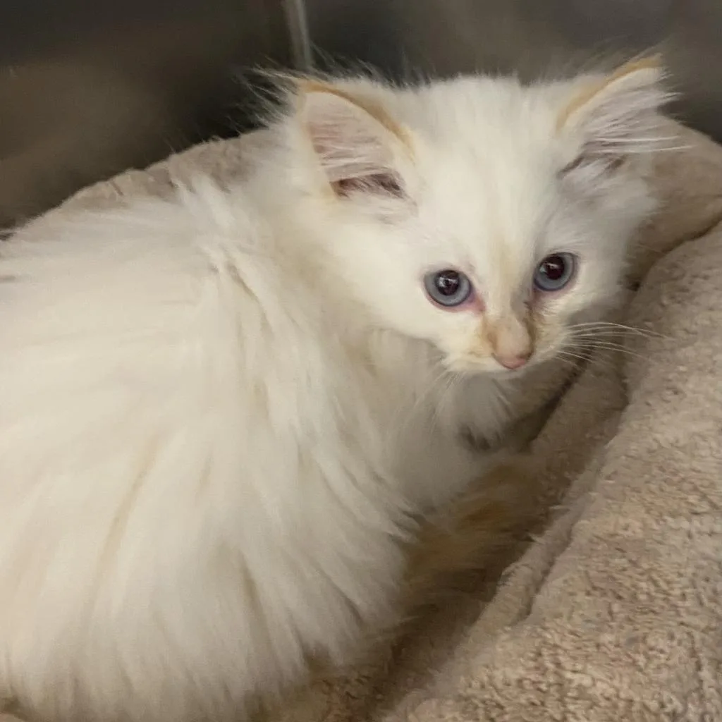 A fluffy white kitten with striking blue eyes sits curled up on a beige textured surface, looking directly at the camera…