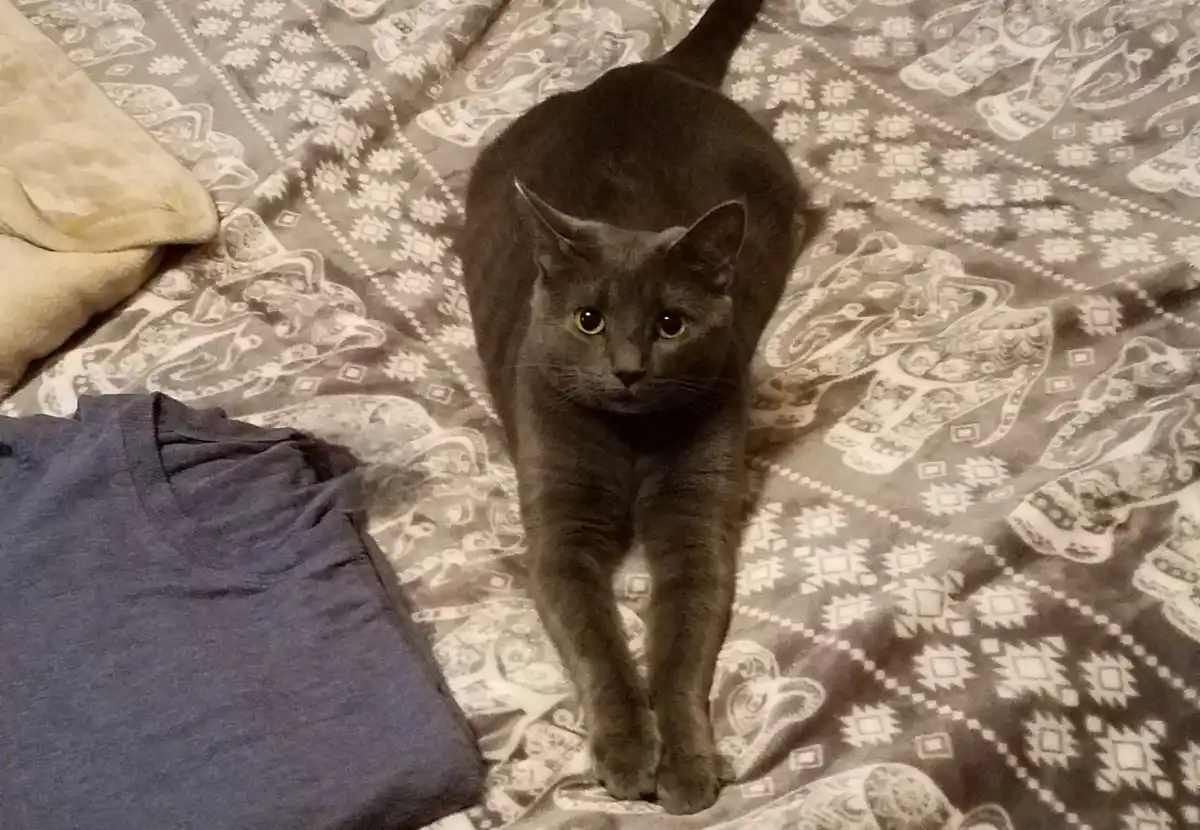 A dark gray cat with yellow eyes sits upright on a patterned bedspread, staring intently forward. To its left lies a neatly…