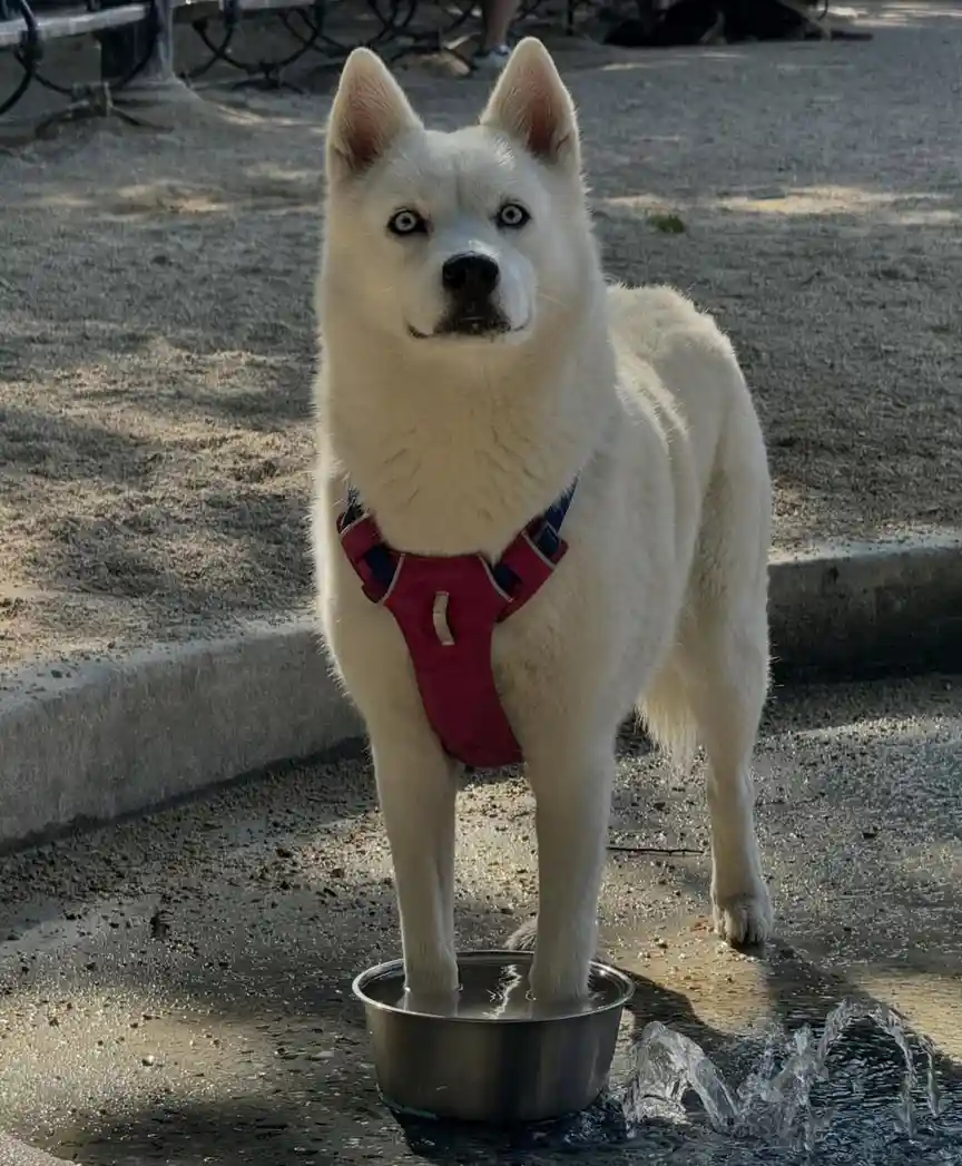A white dog with blue eyes and a red harness stands in a metal water bowl, with its front paws submerged in water. The dog…
