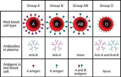A blood type chart showing four groups: A, B, AB, and O. Each group's red blood cell antigens and plasma antibodies are…