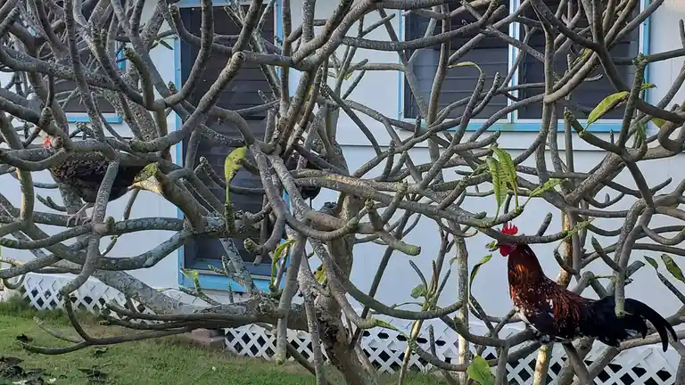 A rooster with red comb and brown-black feathers perches on a tangled, leaf-sparse tree branch, while a darker chicken is…