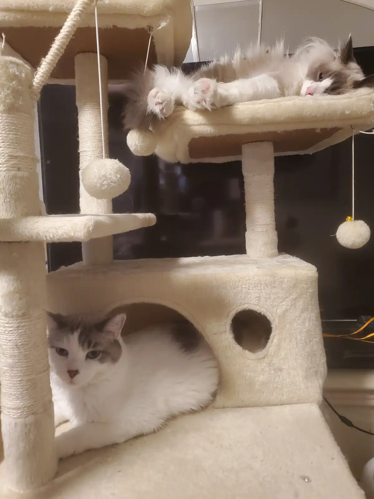 A fluffy white and grey cat lounges upside down on the top platform of a beige cat tree, paws dangling, while another…