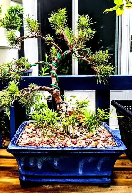 A close-up photo of a bonsai tree in a blue ceramic pot, its branches wrapped with colorful wires (black, green, red) to…