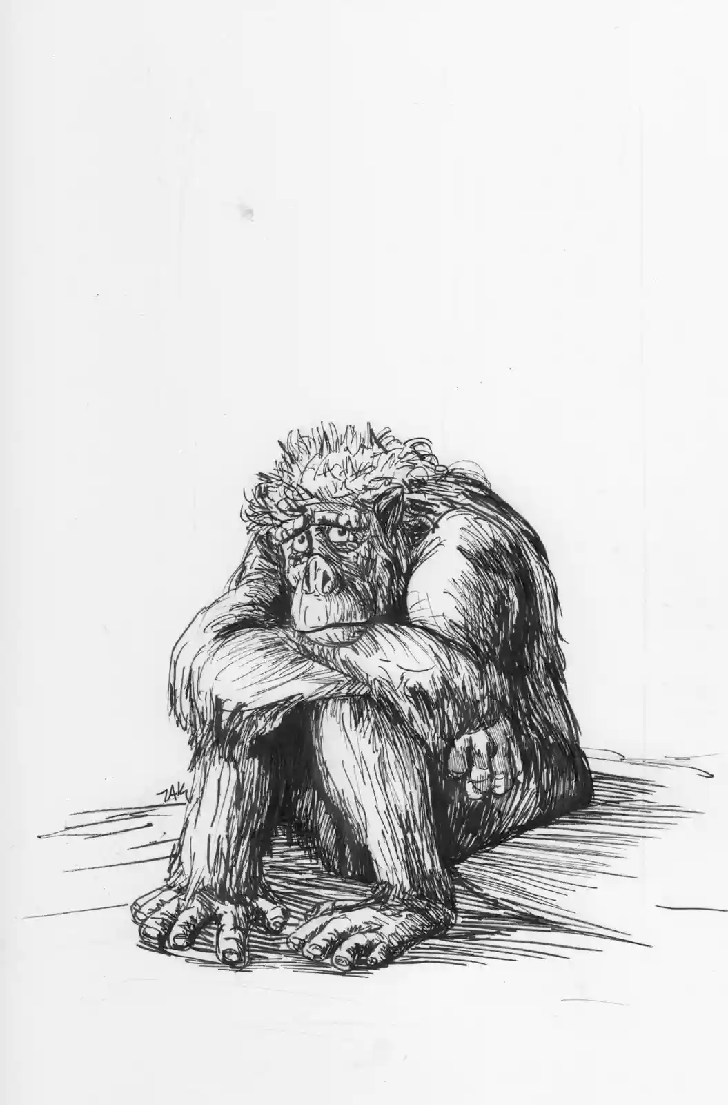 A black-and-white sketch depicts a hunched, furry ape sitting on the floor with its arms crossed over its knees, looking…
